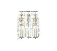 Póster de arte pared anatomía humana, impresión esqueleto, músculo, educación médica, pintura en lienzo, HD, imágenes decorativas modernas for el hogar(Human Anatomy 2,30x45cm Unframed)