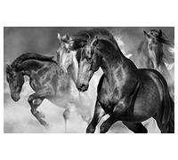 Póster de caballo salvaje, 60 x 40 cm, fabricado en Francia