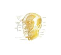 Póster de cara humana anatómica arte anatomía dorada músculos faciales, regalo cosmetólogo, terapeuta masaje, decoración pared for oficina, impresiones artísticas(2,20x25cm Wooden Frame)