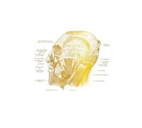 Póster de cara humana anatómica arte anatomía dorada músculos faciales, regalo cosmetólogo, terapeuta masaje, decoración pared for oficina, impresiones artísticas(1,20x25cm Wooden Frame)