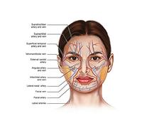 Póster de ciencia educativa detallada de las venas musculares de la anatomía del cuerpo de la cara imágenes artísticas de pared pintura en lienzo decoración del salón de la clínica del Hospital(1,30X4