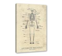 Póster de esqueleto anterior, diseño de anatomía retro para pared, diseño de corazón, pelvis, pierna, músculo, cráneo, pelvis, hospital, clínica, médico, oficina (enmarcado, 30 x 45 cm)