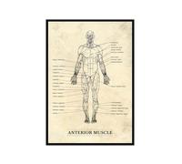 Póster de esqueleto humano con estructura muscular anterior, arte de anatomía, impresiones en lienzo, imágenes de arte de pared, educación médica, médico, oficina, clínica, decoración (SKU1,30 x 45,7