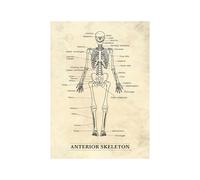 Póster de esqueleto humano, estructura muscular anterior, fitness, anatomía, lienzo, impresiones artísticas para pared, educación médica, médico, oficina, clínica, decoración (SKU2, 50.8 x 71.1 cm