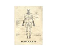 Póster de esqueleto humano, estructura muscular anterior, fitness, anatomía, lienzo, impresiones artísticas para pared, educación médica, médico, oficina, clínica, decoración (SKU1,40.6 x 61.0 cm, sin