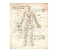 Póster de estructura corporal anatomía y fisiología, decoración médica Retro for habitación, pared artística, Bar, café, la del hogar, pintura en lienzo(7,30x40cm No Frame)