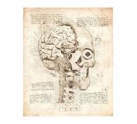 Póster de estructura corporal anatomía y fisiología, decoración médica Retro for habitación, pared artística, Bar, café, la del hogar, pintura en lienzo(16,30x42cmA3 No Frame)