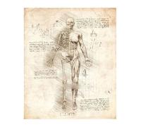 Póster de estructura corporal anatomía y fisiología, decoración médica Retro for habitación, pared artística, Bar, café, la del hogar, pintura en lienzo(8,30x42cmA3 No Frame)