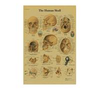 Póster de estructura corporal anatomía y fisiología, pegatina papel Kraft Retro esqueleto, decoración médica for habitación Vintage, pintura artística for pared(5)