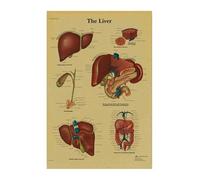 Póster de estructura corporal anatomía y fisiología, pegatina papel Kraft Retro esqueleto, decoración médica for habitación Vintage, pintura artística for pared(15)