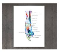 Póster de estructura corporal anatomía y fisiología, pegatina Retro, decoración médica for habitación Vintage, carteles pintura artística, en lienzo(7,30cmX42cmA3 No Frame)