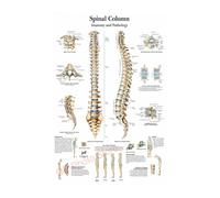 Póster de estructura corporal HD, papel fotográfico anatomía y fisiología, póster esqueleto, decoración habitación médica for el hogar, pintura artística for pared(4,A3 16.5x11.8inch)