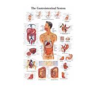 Póster de estructura corporal HD, papel fotográfico anatomía y fisiología, póster esqueleto, decoración habitación médica for el hogar, pintura artística for pared(19,A3 16.5x11.8inch)