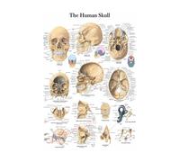 Póster de estructura corporal HD, papel fotográfico anatomía y fisiología, póster esqueleto, decoración habitación médica for el hogar, pintura artística for pared(5,A5 5.8x8.3inch)
