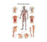 Póster de estructura corporal HD, papel fotográfico anatomía y fisiología, póster esqueleto, decoración habitación médica for el hogar, pintura artística for pared(10,A4 8.3x11.8inch)