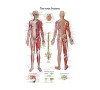 Póster de estructura corporal HD, papel fotográfico anatomía y fisiología, póster esqueleto, decoración habitación médica for el hogar, pintura artística for pared(11,A3 16.5x11.8inch)