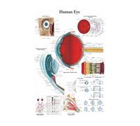 Póster de estructura corporal HD, papel fotográfico anatomía y fisiología, póster esqueleto, decoración habitación médica for el hogar, pintura artística for pared(26,A3 16.5x11.8inch)