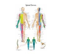 Póster de estructura corporal HD, papel fotográfico anatomía y fisiología, póster esqueleto, decoración habitación médica for el hogar, pintura artística for pared(18,A4 8.3x11.8inch)