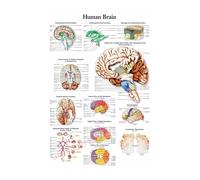 Póster de estructura corporal HD, papel fotográfico anatomía y fisiología, póster esqueleto, decoración habitación médica for el hogar, pintura artística for pared(3,A3 16.5x11.8inch)