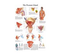 Póster de estructura corporal HD, papel fotográfico anatomía y fisiología, póster esqueleto, decoración habitación médica for el hogar, pintura artística for pared(24,A4 8.3x11.8inch)