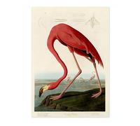 Póster de flamenco americano John James Audubon, ilustración de pájaro vintage, impresión antigua, arte ornitológico, mate de archivo, A5 (solo impresión), 21 x 14,8 cm