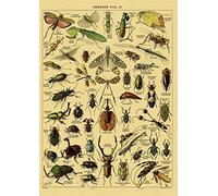 Póster de insectos artrópodos, escarabajos mariposa, impresiones papel Kraft, decoración Vintage for habitación casa, Bar, cafetería, pintura pared artística estética(1)