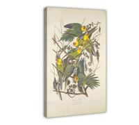 Póster de John James Audubon de Carolina Parrots From The Birds of America - Lienzo artístico y arte de pared, impresión moderna para dormitorio, marco de 16 pulgadas