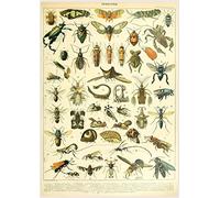Póster de mariposa, insectos, frutas, pájaros, peces, animales, carteles personalizados, autoadhesivo, decoración del hogar, adhesivo artístico pared educativo botánico(3,A5 5.8x8.3inch)