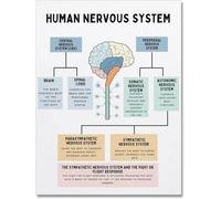 Póster de metal con texto en inglés "The Human Nerous System, Fight or Flight Response", anatomía del cerebro humano, función cerebral, para habitación de adolescentes y niños, póster de metal de 8 x
