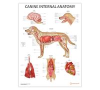 Póster de órganos internos caninos, 45 x 60 cm, ayuda para estudiantes veterinarios, anatomía canina, herramienta de aprendizaje anatómico de perros, biología veterinaria