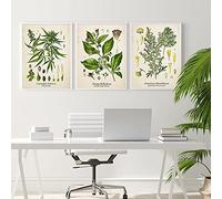 Póster de plantas medicinales con cocococain, cannabis absenta y sombra mortal, arte de pared para la pared, impresiones, decoración moderna para la cocina (20 x 30 cm), 3 marcos