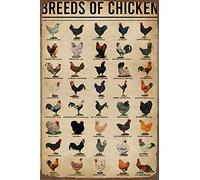 Póster de razas de pollos, cartel de metal con diseño de gallinas, 20 x 30 cm