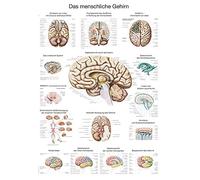Póster de texto en alemán "Das menschliche Cerebro" (50 x 70 cm, papel de impresión artística)