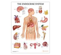 Póster del sistema endocrino, 45 x 60 cm, póster de medicina para el aula, endocrinología, tabla de biología clínica, anatomía tiroidea