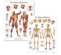 Póster del Sistema Muscular, Póster Anatómico, la Musculatura Humana, 2 Piezas, Laminado Sistema Nervioso Humano Cartel, Pared para Educación Médica, Tela de Seda, 60 x 90cm(versión en inglés)