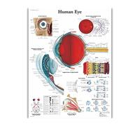 Póster e impresiones de anatomía del sistema Muscular, tabla anatómica, pintura seda, cuadro artístico pared for educación médica, decoración hogar(51)