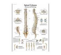 Póster e impresiones de anatomía del sistema Muscular, tabla anatómica, pintura seda, cuadro artístico pared for educación médica, decoración hogar(57)