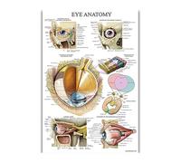 Póster e impresiones de anatomía del sistema Muscular, tabla anatómica, pintura seda, cuadro artístico pared for educación médica, decoración hogar(62)