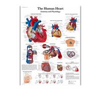Póster e impresiones de anatomía del sistema Muscular, tabla anatómica, pintura seda, cuadro artístico pared for educación médica, decoración hogar(42)