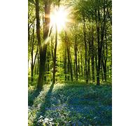 Póster en el Bosque Amanecer y Bluebells, diseño Adicional Producto, Multicolor, 24-Inches x 36-Inches