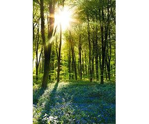 Póster en el Bosque Amanecer y Bluebells, diseño Adicional Producto, Multicolor, 24-Inches x 36-Inches