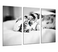 Poster Fotográfico Hipster Animal Gato Ojos Azules, Blanco y Negro Tamaño total: 97 x 62 cm XXL