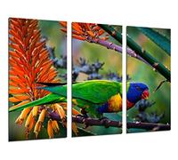 Poster Fotográfico Loro Caribe Exotico, Naturaleza Tamaño total: 97 x 62 cm XXL
