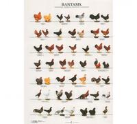 Póster Gallinas de exhibición Nº 2 - Mediciones: 210 x 297 mm | Opción: Papel laminado