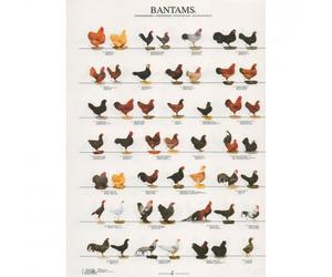 Póster Gallinas de exhibición Nº 2 - Mediciones: 210 x 297 mm | Opción: Papel laminado