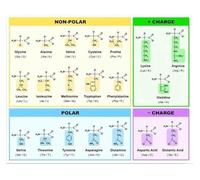 poster Genetic Code & Amino Acids Chart - Comprehensive Biology Reference Poster for Science Classroom & Study(Unframed,16x24inch(40x60cm))