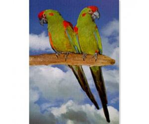 Póster Guacamayo de Cabeza Roja - Mediciones: 210 x 297 mm | Opción: Papel laminado