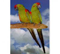 Póster Guacamayo de Cabeza Roja - Mediciones: 480 x 680 mm | Opción: Papel