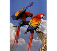 Póster Guacamayo Escarlata - Mediciones: 680 x 980 mm | Opción: Papel