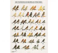 Póster Mutaciones Pájaros de Europa - Mediciones: 680 x 980 mm | Opción: Papel